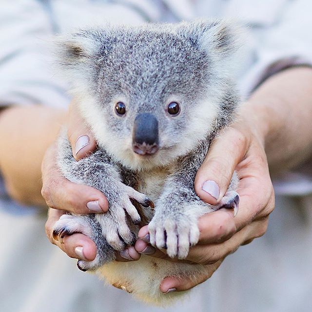 Australia's tweet photo. Sending you a handful of #koala from the @sunshinecoastoz - you're welcome! (via IG/wildlifehq in @Queensland) https://t.co/jqaZaOrilL