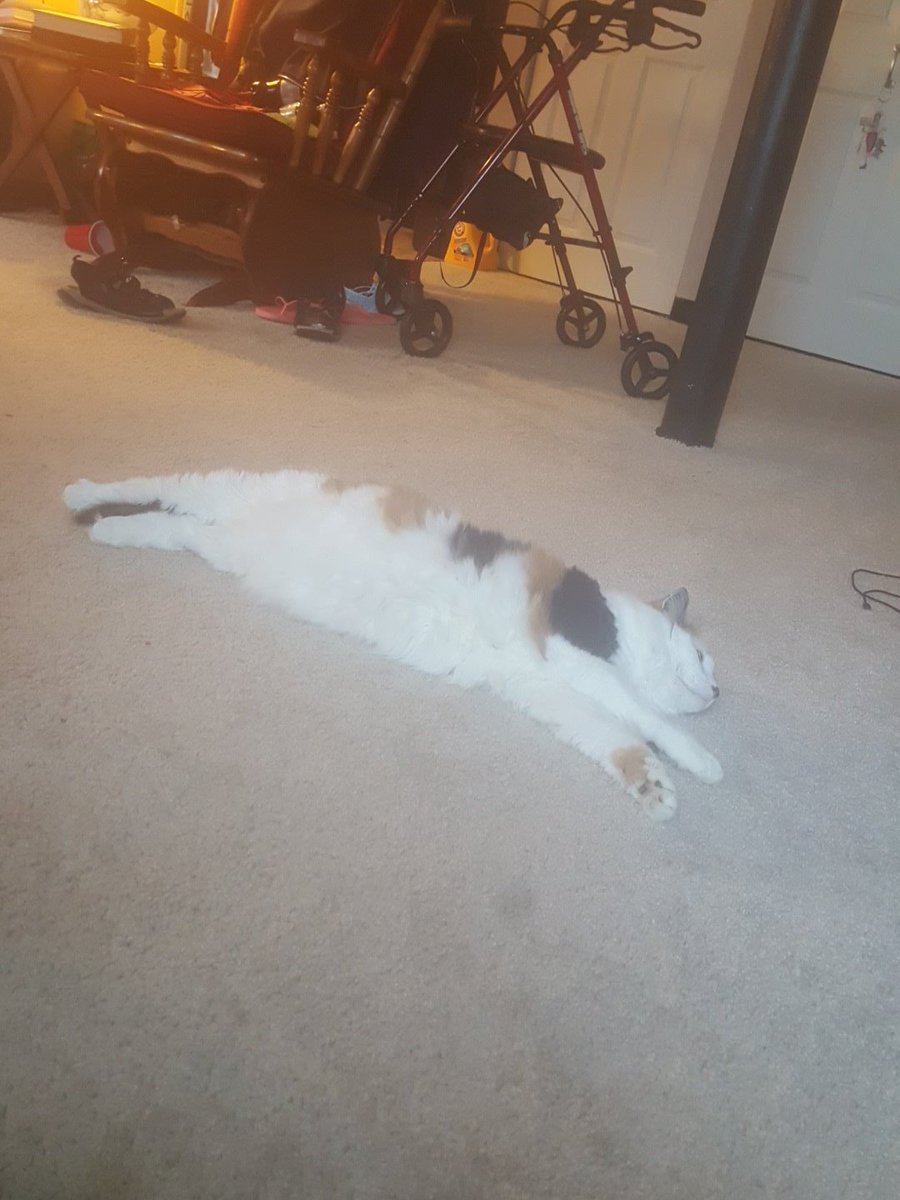 alliebdancer02's tweet photo. Why is my cat so cute? https://t.co/B3KA09fPCv