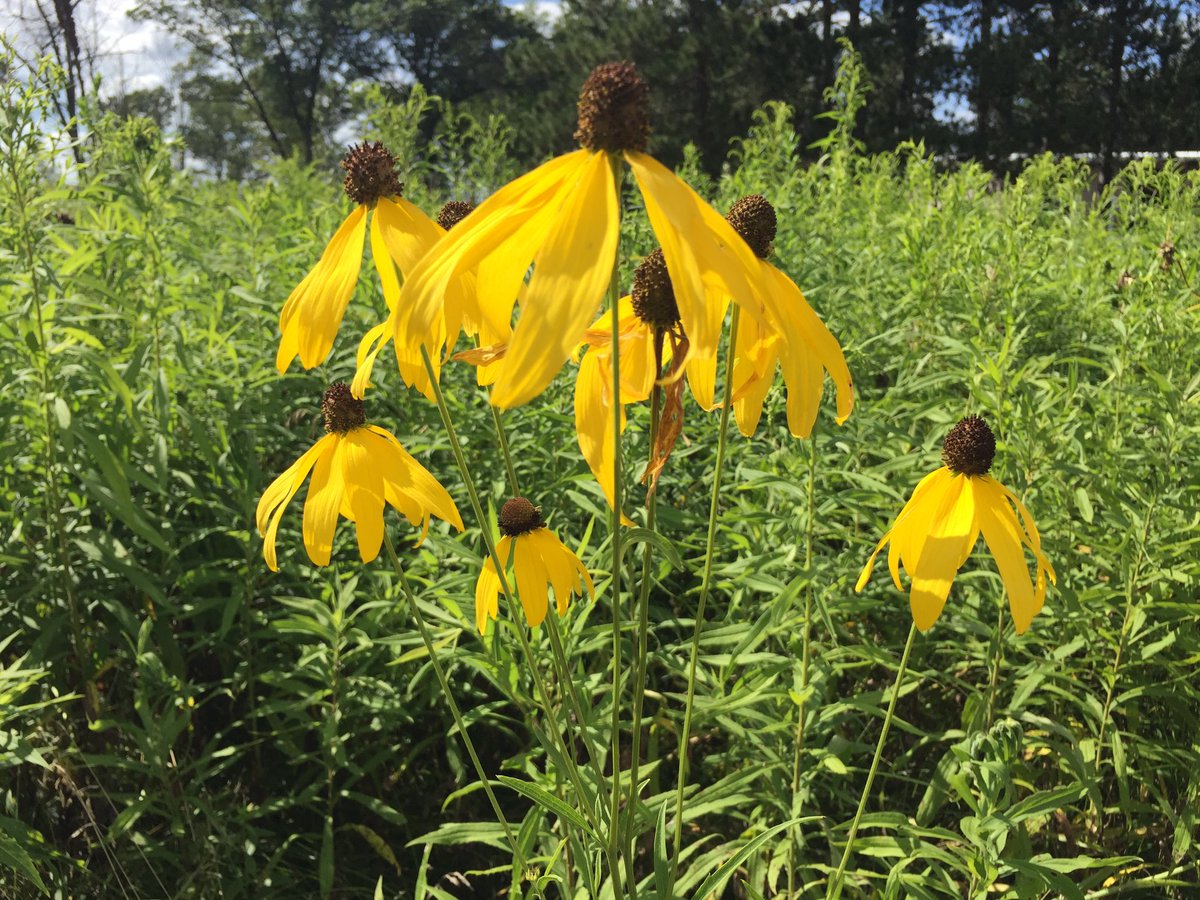 librarygrl2's tweet photo. Loving the outdoors today with #EarthPartnership @UWMadison https://t.co/wUKhJewrO9