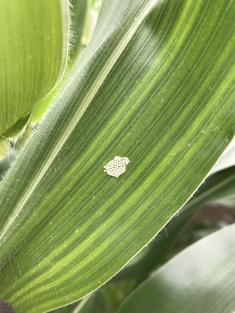 Western Bean Cutworms trap counts are increasing. Also starting to see some eggs here in Central Huron. #scout
