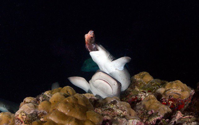 cocosislanddiving tweet media