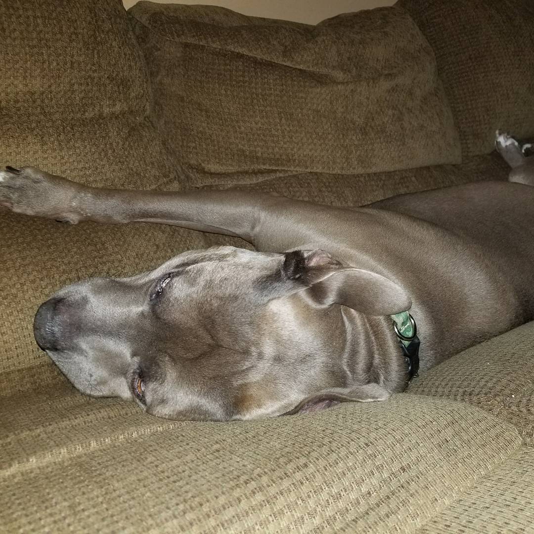 BoilerRoomKicks's tweet photo. Fat man aka Cash and Demon living that lavish life👌👌 #pitbulls #mykids #itsnotthebreed https://t.co/j88XEjGa6I