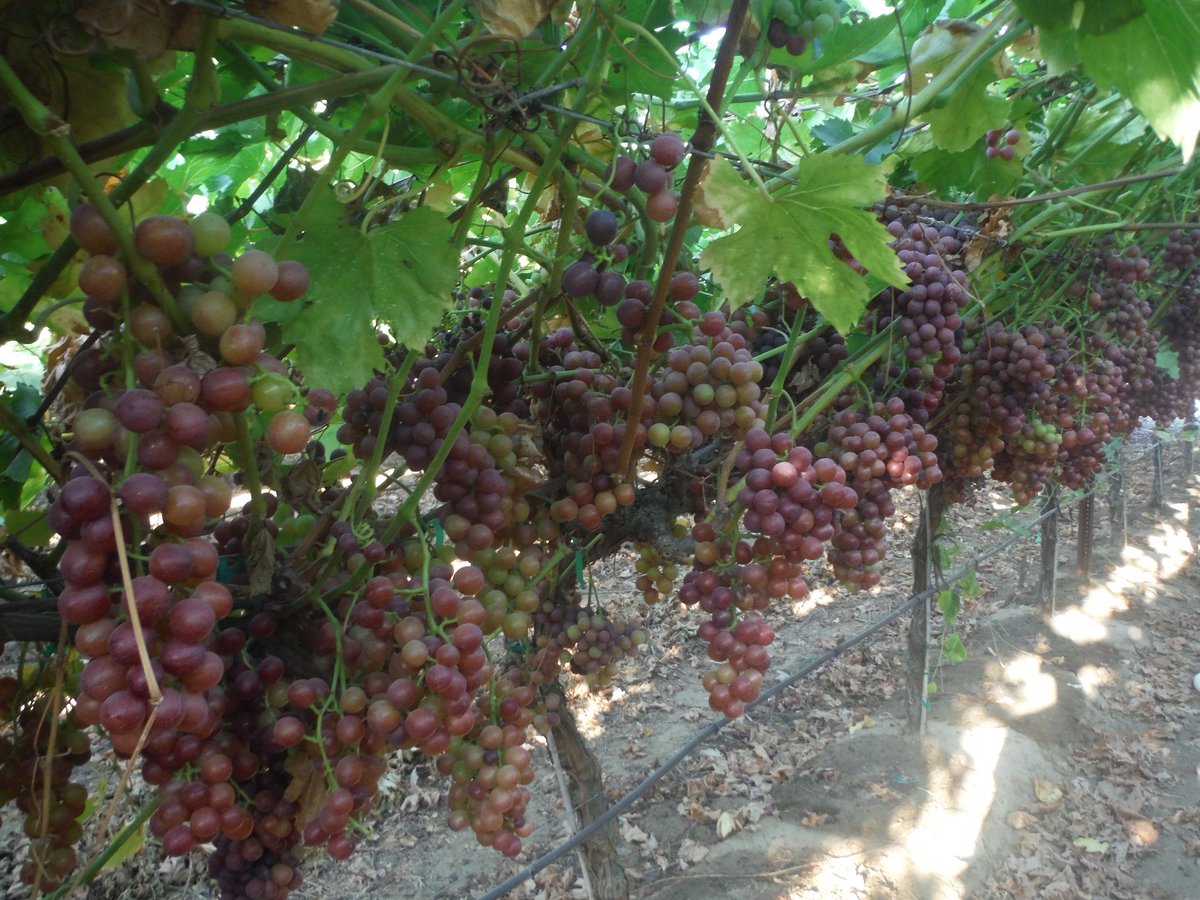 JJRanchProduce's tweet photo. Happy Monday Everyone! We have some new photos for you all of our grapes in Reedley, CA! We look forward to your calls! https://t.co/DGJtDlJrKM