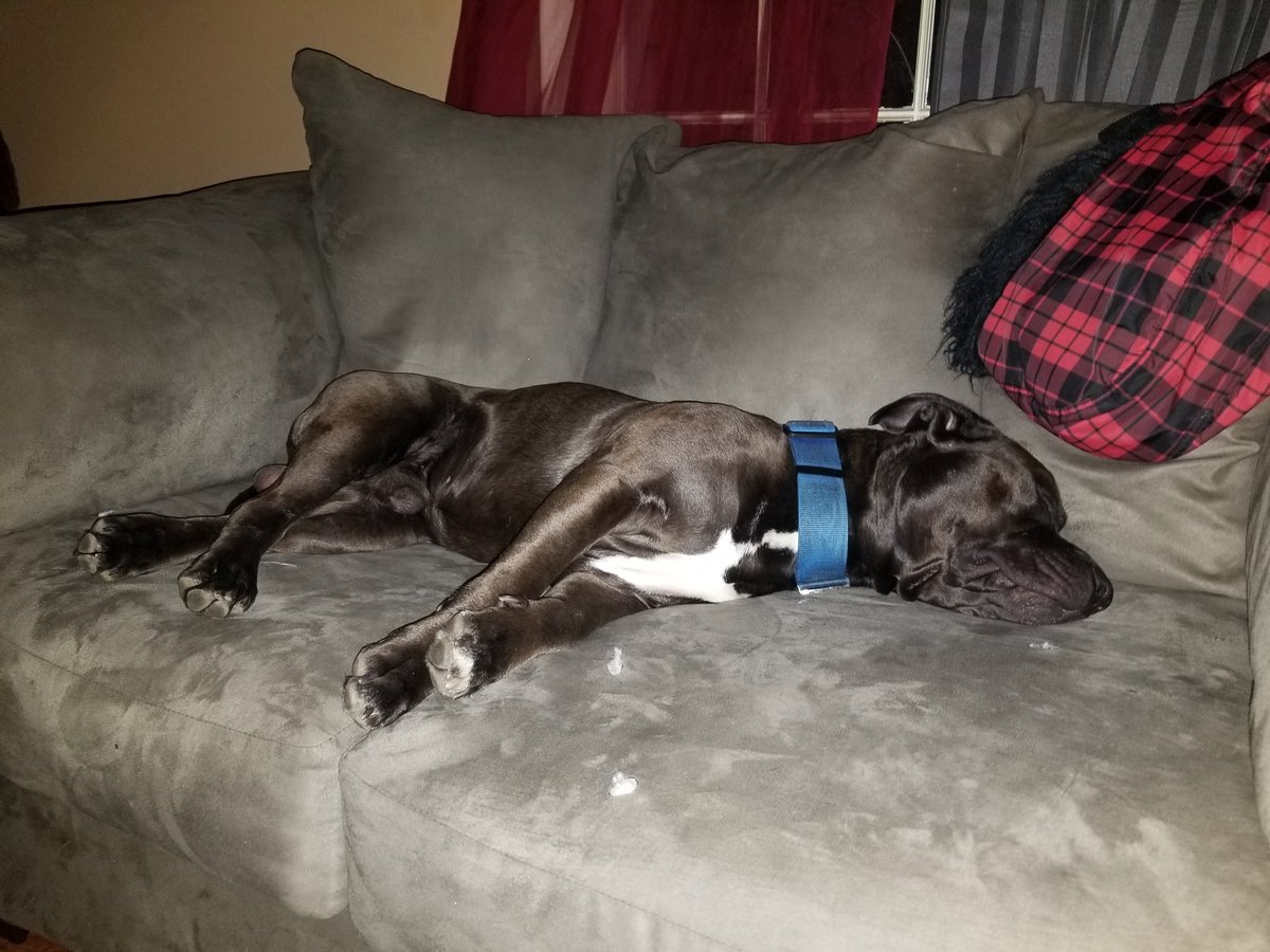 BoilerRoomKicks's tweet photo. Fat man aka Cash and Demon living that lavish life👌👌 #pitbulls #mykids #itsnotthebreed https://t.co/j88XEjGa6I