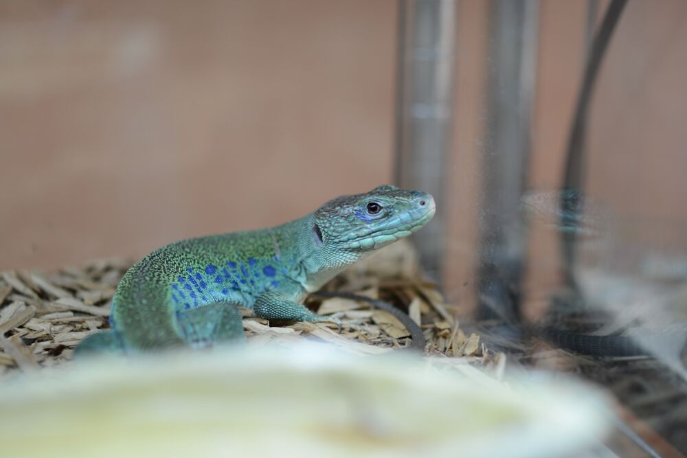 ReptilesAZ's tweet photo. Monday blues, dreaming of vacation.. probably because the colors on this guy look like the ocean! #reptiles #monday https://t.co/IIrPOt16Kp