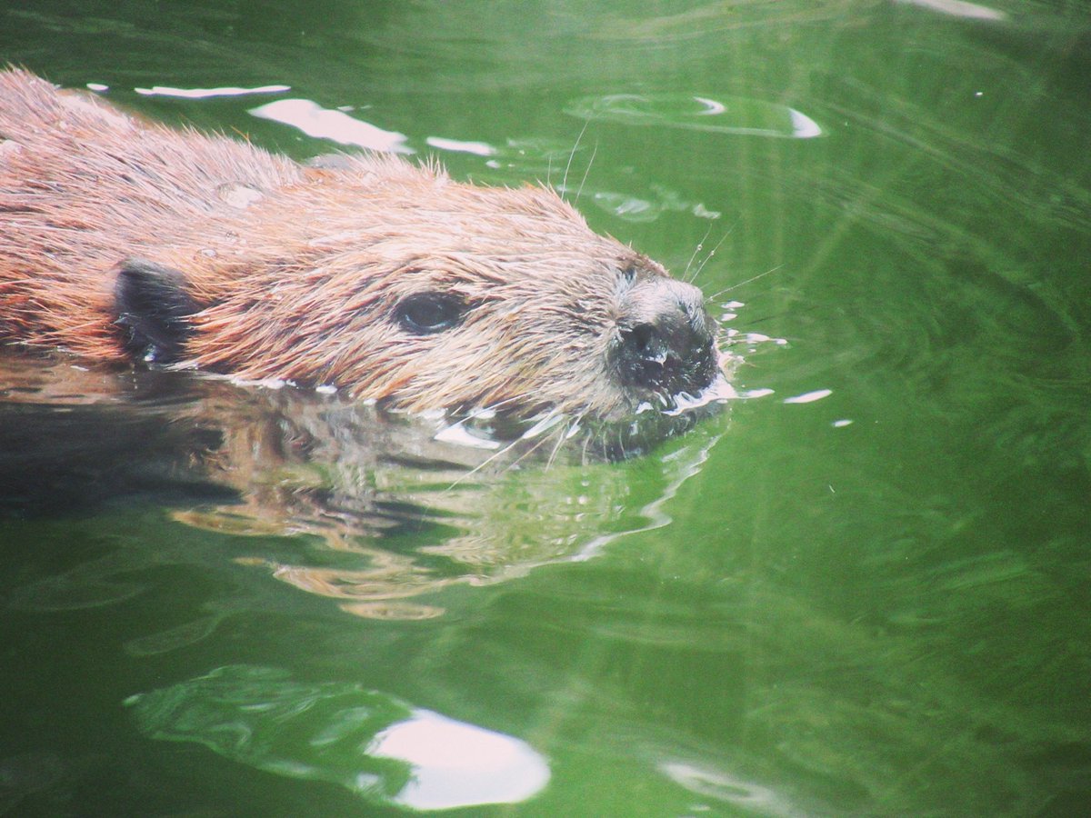 Taipei zoo😍😍
#travel #travelphotography #aroundtheworld #beautifuldestinations #traveler #picoftheday #Tweetoftheday #travelblogger #animals