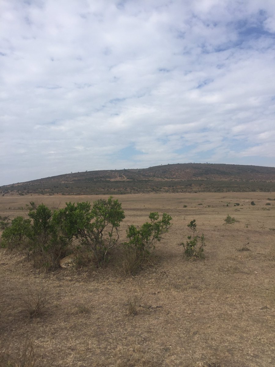 KenyaLuttColl's tweet photo. Safari 3 https://t.co/B0o6oFjKXF