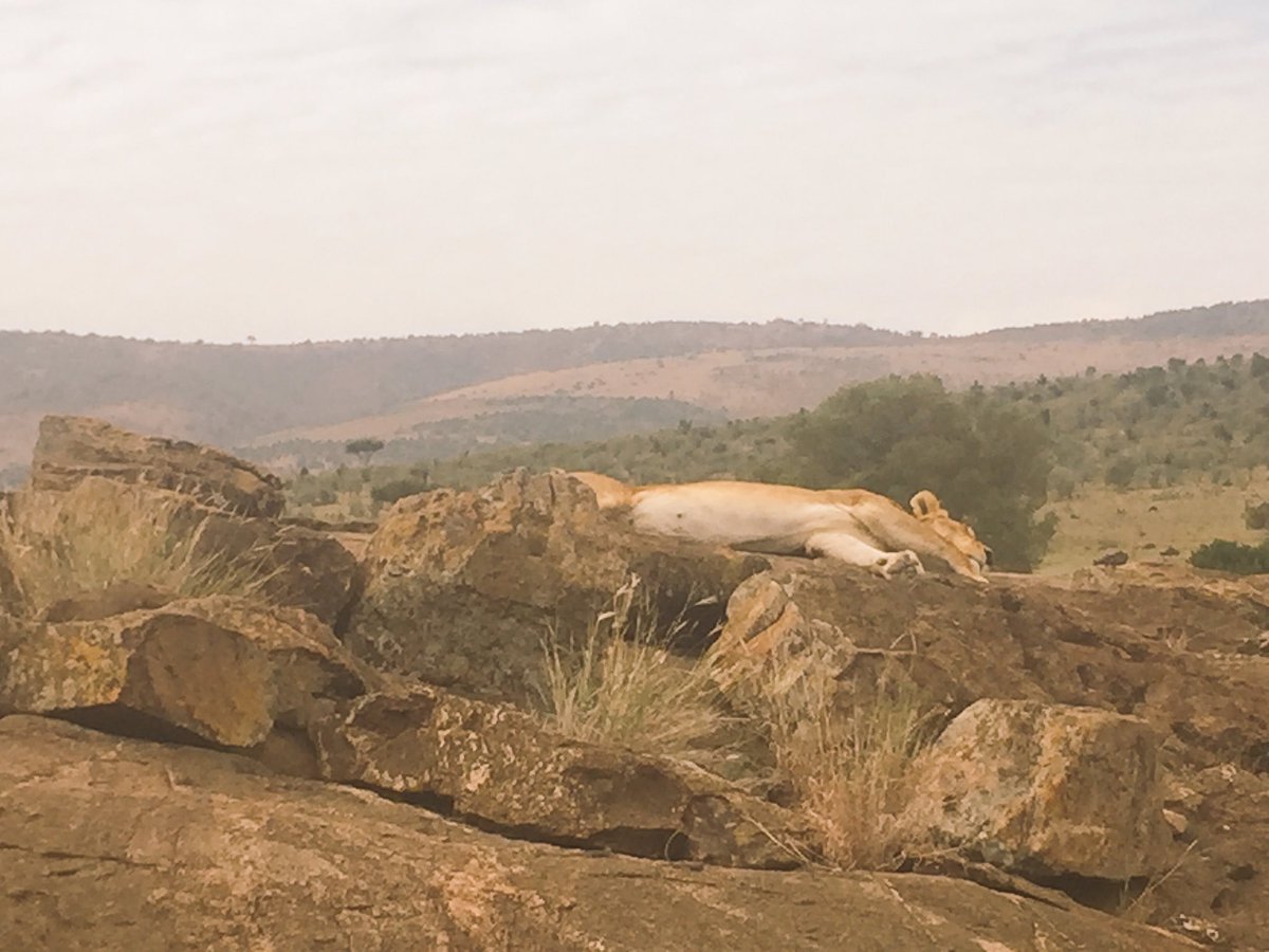 KenyaLuttColl's tweet photo. Safari 3 https://t.co/B0o6oFjKXF