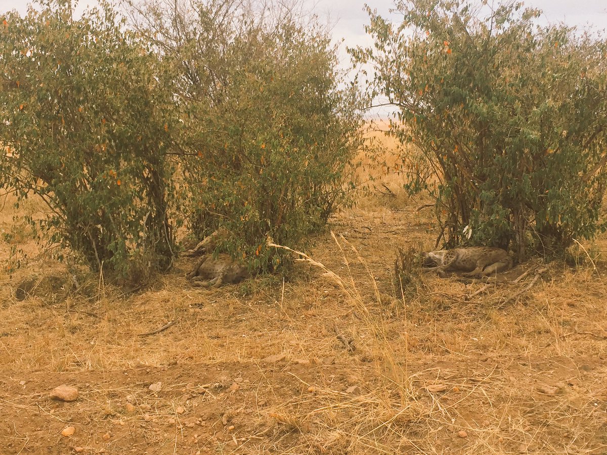 KenyaLuttColl's tweet photo. Safari 3 https://t.co/B0o6oFjKXF