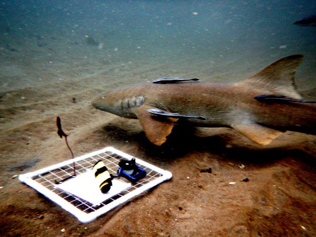 GraysReefNMS's tweet photo. #SharkWeek Gray's Reef nurse shark spotted just a few weeks ago scoping out the new decor around the sanctuary.  PC: Brianne Varnerin https://t.co/xq7jdYwp3j