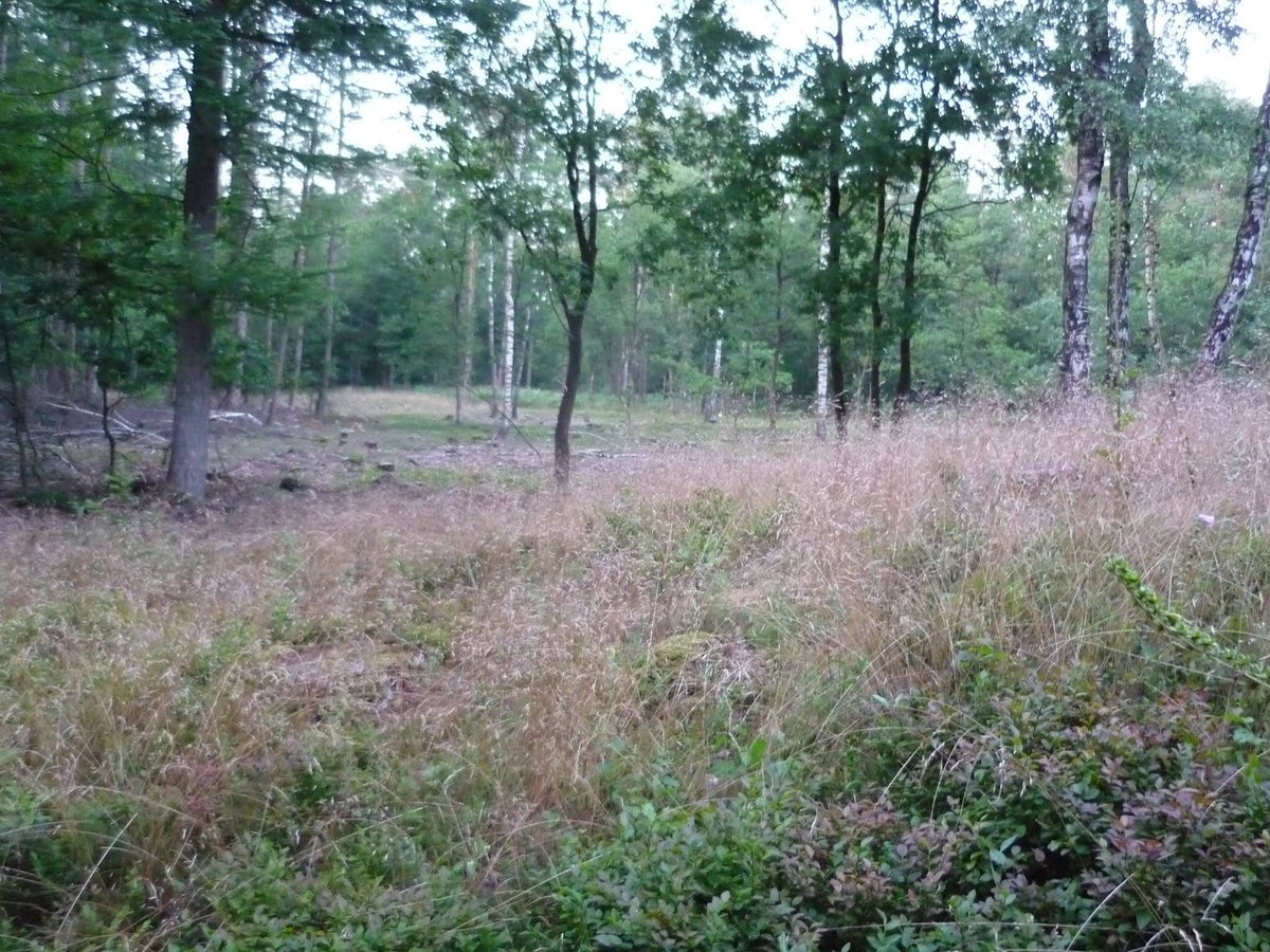 Mooi die open stukken in het bos waar weer nieuwe vegetatie ontstaat.