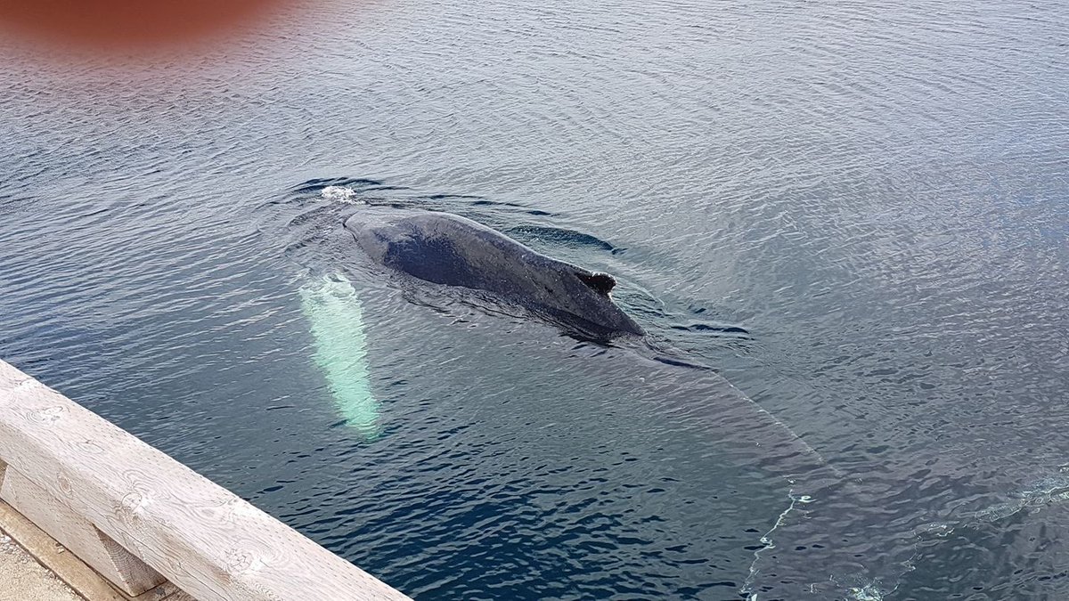 This whale was spotted right outside of the Kings Point Whale Pavilion!
