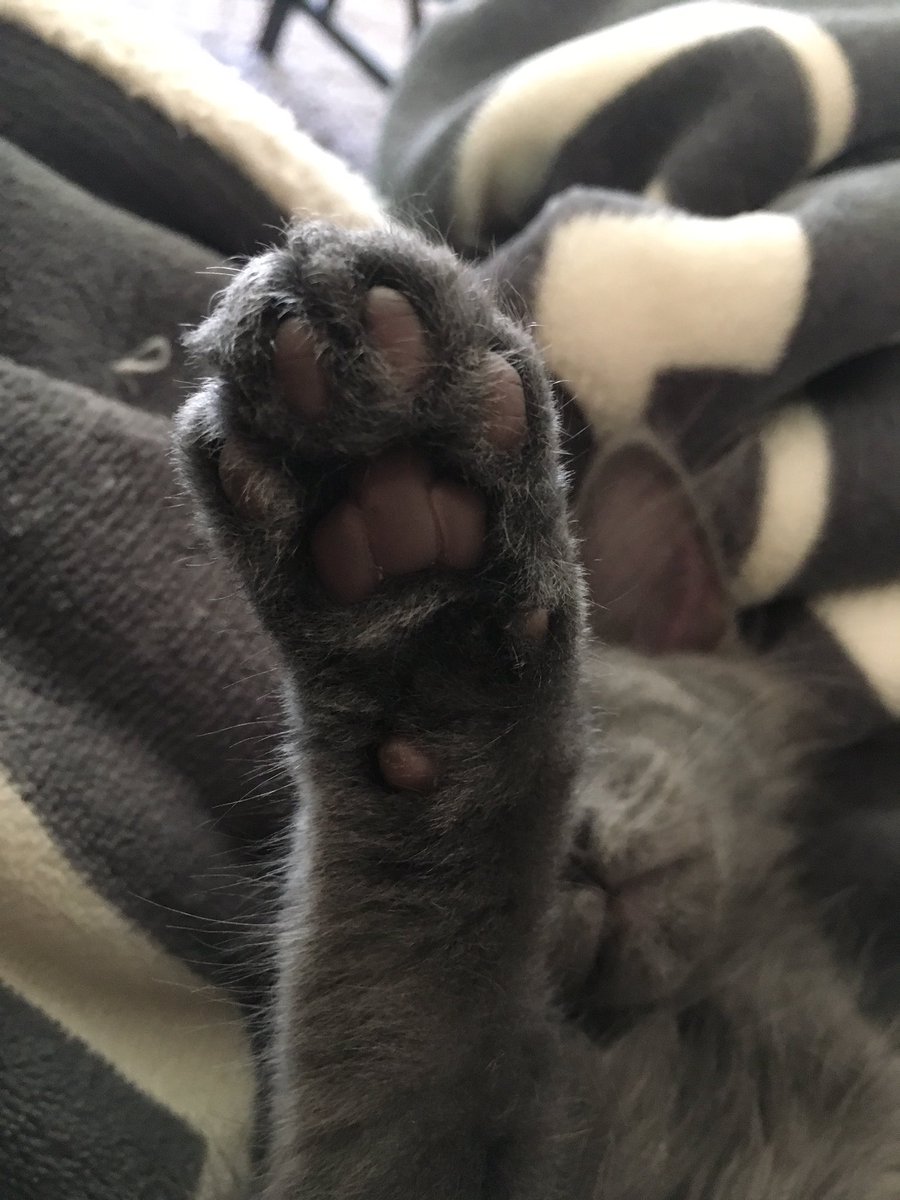 LilStormyFuzz's tweet photo. I am Stormy. Born 4/20/17. I am crazy, hyper, sweet, cuddly, and act like I am constantly starving to death even tho I get 3 meals a day https://t.co/bRpA5Uu0oQ
