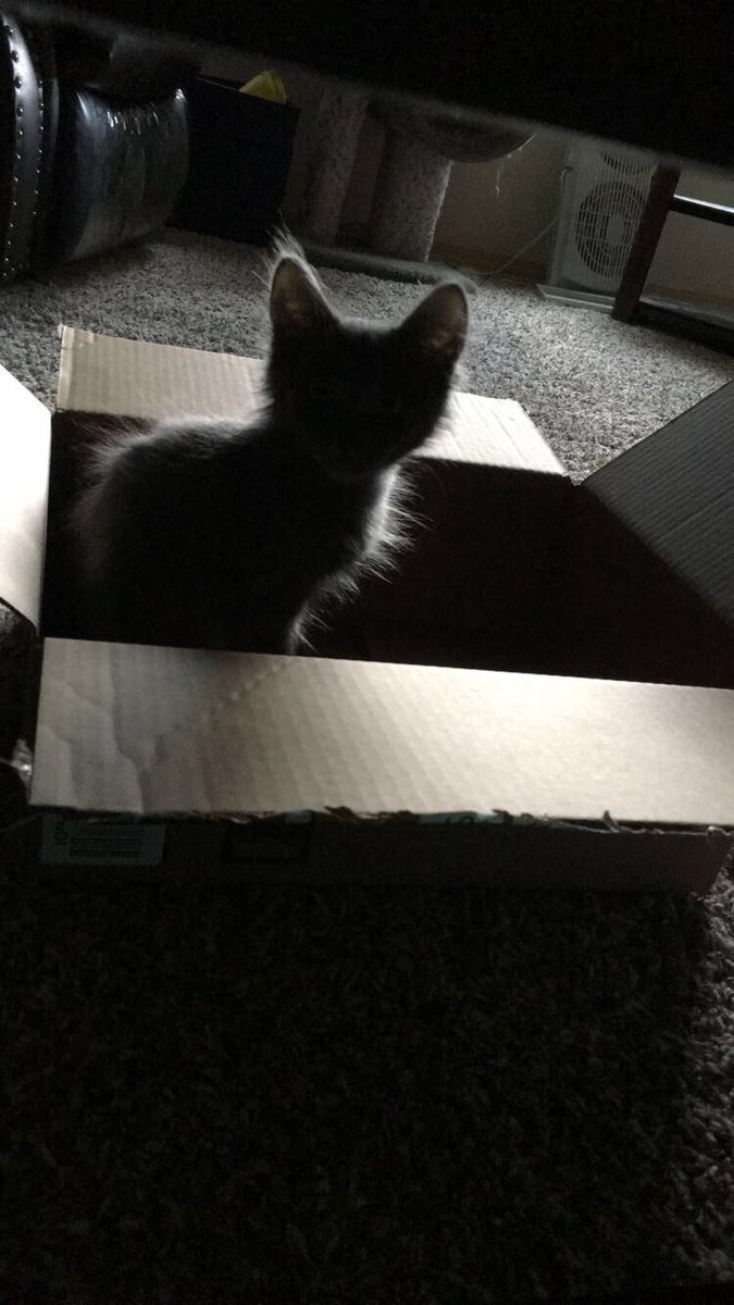 LilStormyFuzz's tweet photo. I am Stormy. Born 4/20/17. I am crazy, hyper, sweet, cuddly, and act like I am constantly starving to death even tho I get 3 meals a day https://t.co/bRpA5Uu0oQ