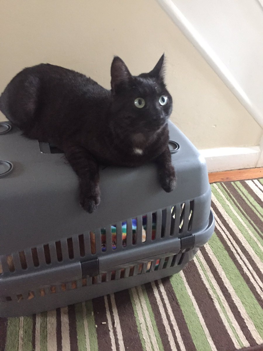 MyAnimalMatters's tweet photo. Anoushka didn't want Henry to go to the vets #sisterlylove #CatsOfTwitter #catsrule #smartkitty # https://t.co/UJFPIaltcp