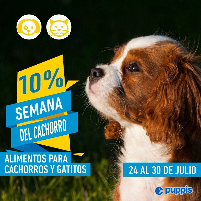 puppiscol's tweet photo. Ven te cuento un secreto. Hay descuentos en alimento para mí en Puppis​. #cachorros #miperro #gatos #alimentoparacachorros #mascotas #migato https://t.co/pClOKHY00C