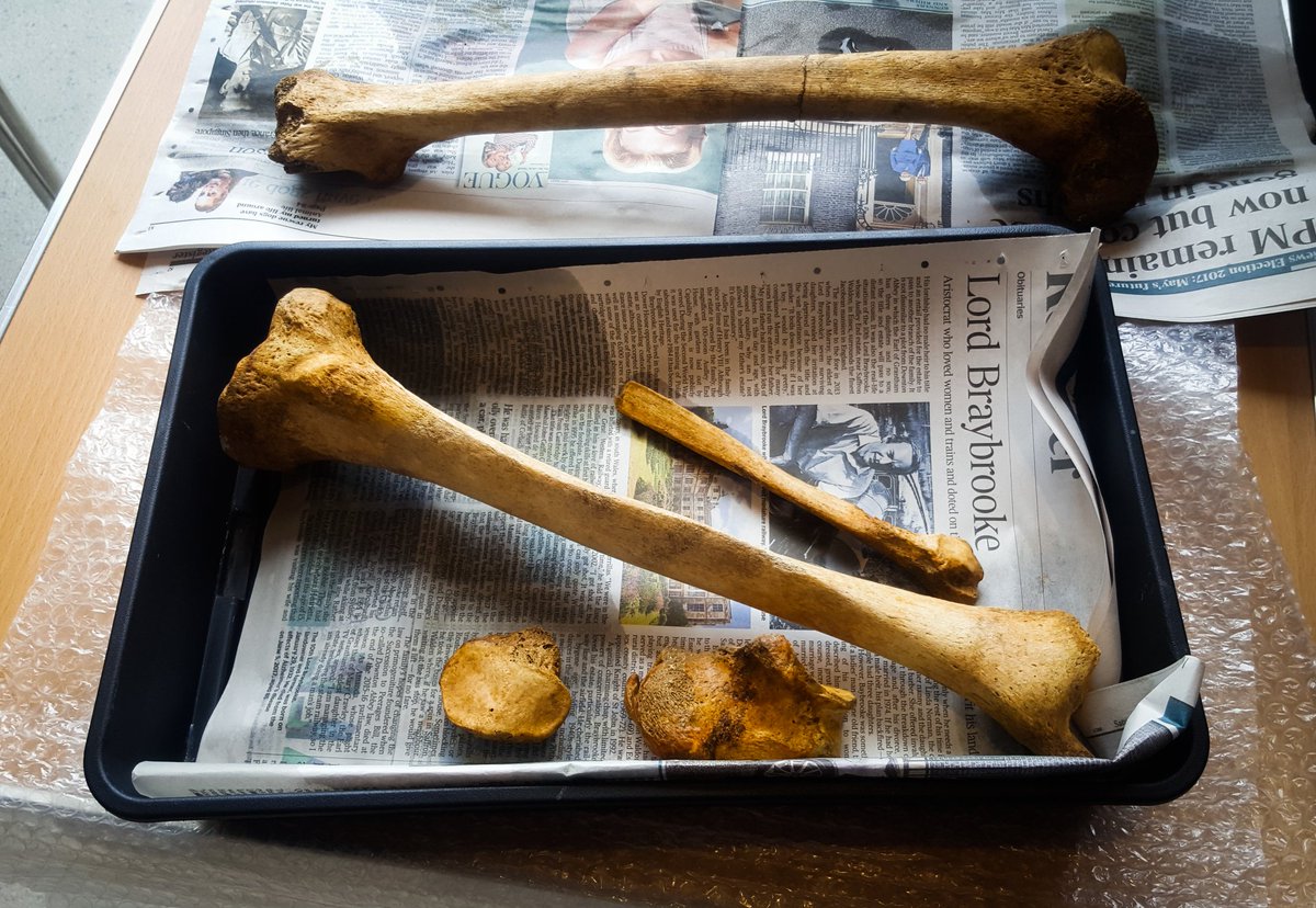 davidgoulden's tweet photo. The #Whitcombe Warrior remains being prepared for washing by Dr. Clare Randall @DorsetMuseum, for the festival of #Archaeology #Dorset. https://t.co/zvXiO8ET8R