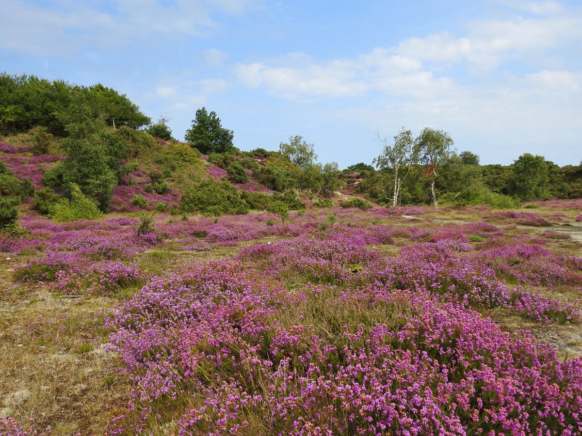 CRCuthbert's tweet photo. It's Bell Heather season, transforming the dry heaths of the Suffolk Sandlings into a stunning blaze of purple @BSBIbotany @SuffolkBIS https://t.co/EbaXmq4VVw