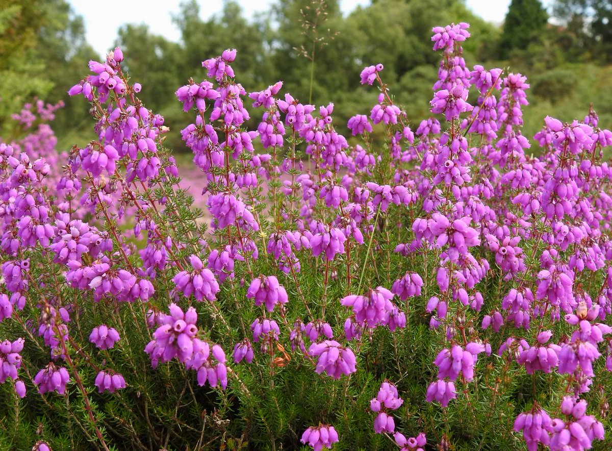 CRCuthbert's tweet photo. It's Bell Heather season, transforming the dry heaths of the Suffolk Sandlings into a stunning blaze of purple @BSBIbotany @SuffolkBIS https://t.co/EbaXmq4VVw