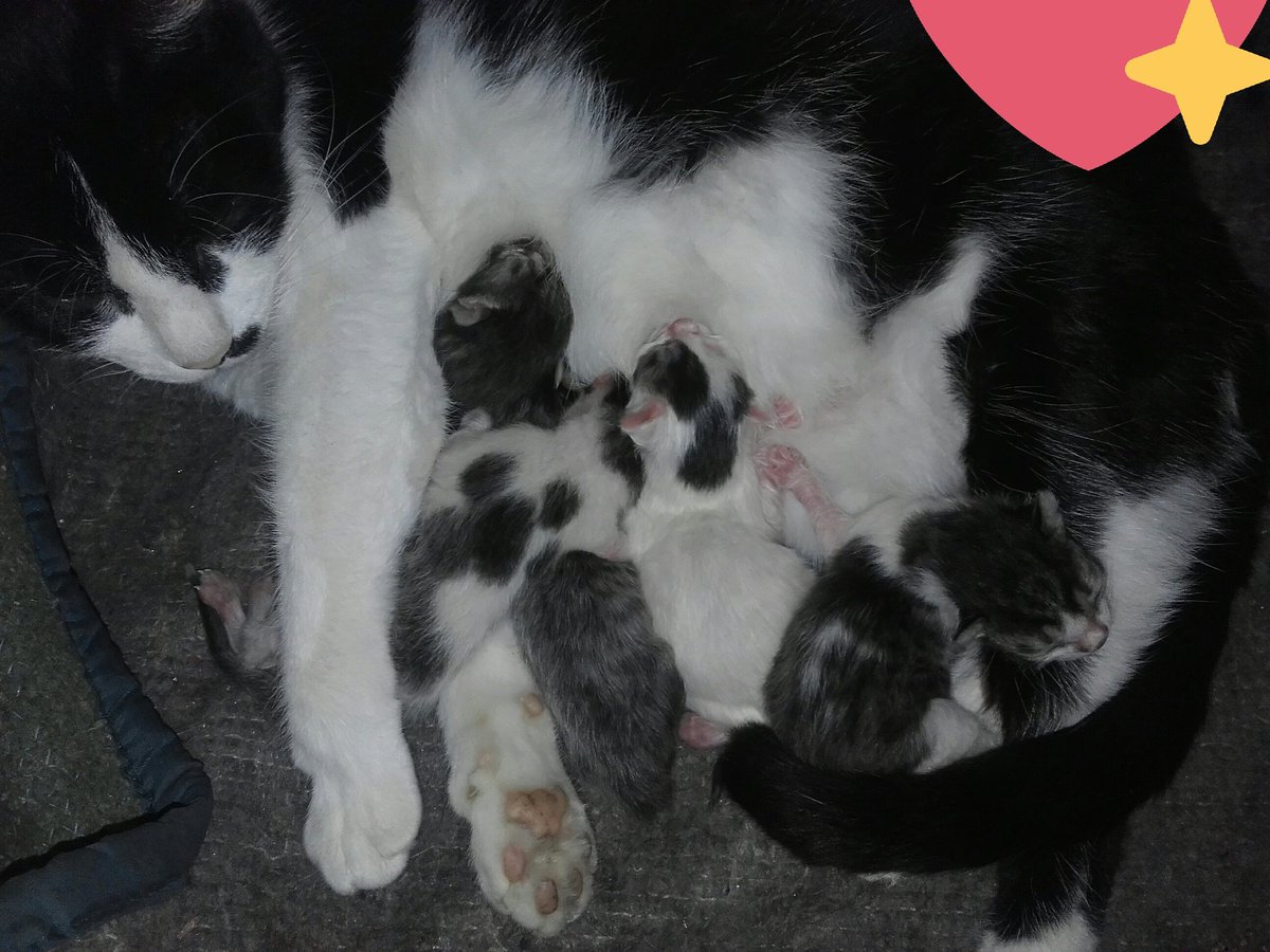fortuna1martin's tweet photo. Somos masss! #5 #MadrazaLaHiji #AmorPuro #AprenderDeEllos para q como especie dejemos de ser #ElPeorDeLosAnimales https://t.co/HTworPZnQr