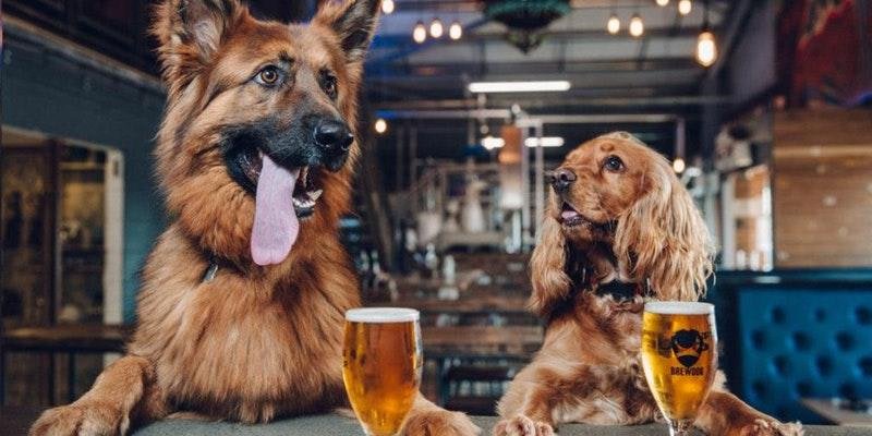 HandToPaw_Zen's tweet image. Check out Boston's Pups-N-Pints Saturday August 5th (1-5) at Sterlings (State St) to raise money for animal charities! #Boston #PupsNPints