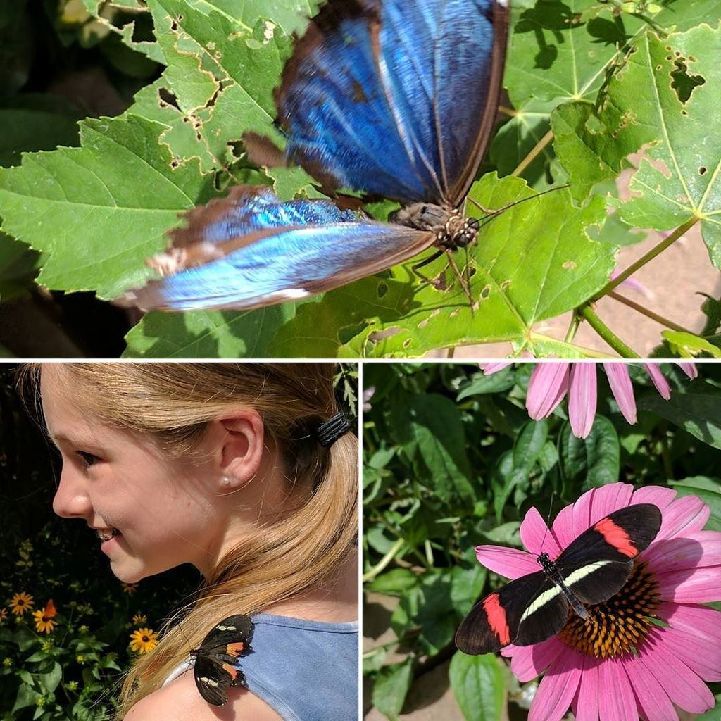 Butterflies!! So adorable! 🦋 ift.tt/2vBNqfv