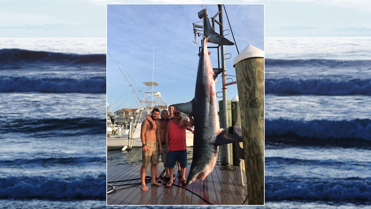 Fishermen Reel in Massive Shark Off New Jersey Coast http://bit.ly