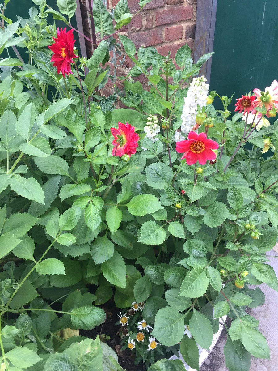 No flytipping here since we planted these #peacockstreet