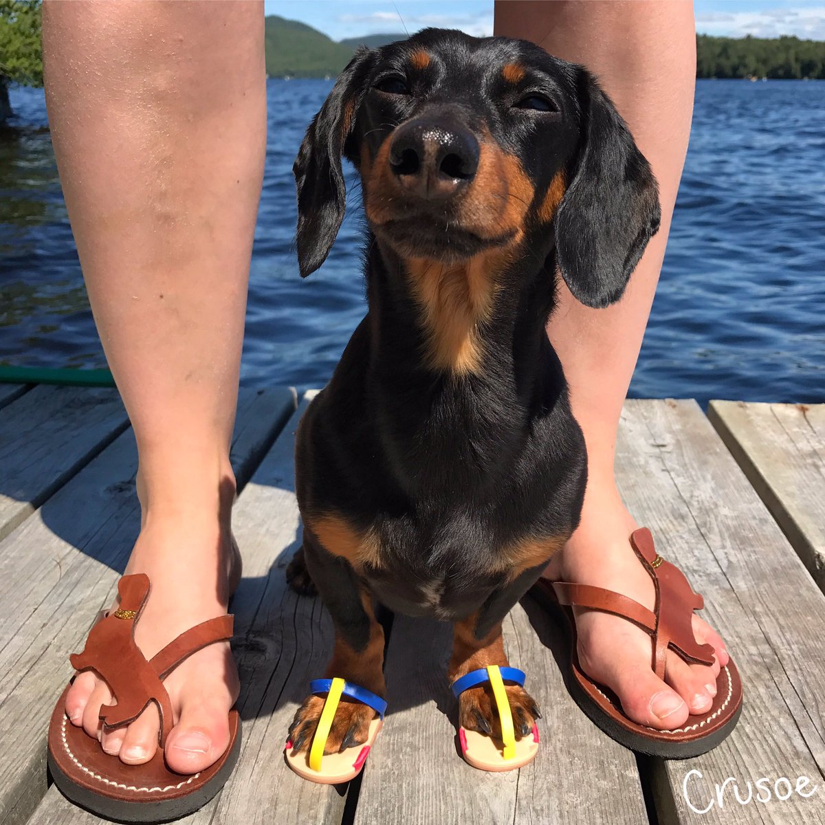 Dachshund Flip Flops Dachshund Flip Flops