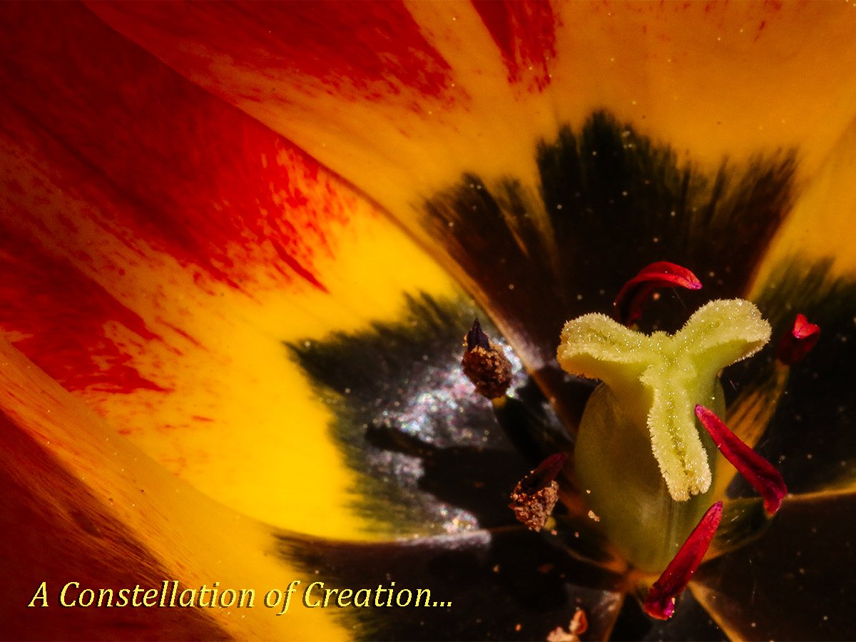 RKSalmon's tweet photo. Tulip: A Constellation of Creation https://t.co/ZdNDxMXnDP