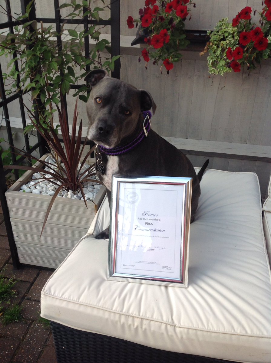 RomeoSuperStafi's tweet photo. https://t.co/chpiWtLN6G @naturesmenu @RoyalVetCollege  @Acacia_Mews #superstaffy #endBSL #breedabassador #hero #love #proudtobeastaffy https://t.co/1LZwfJSoTt