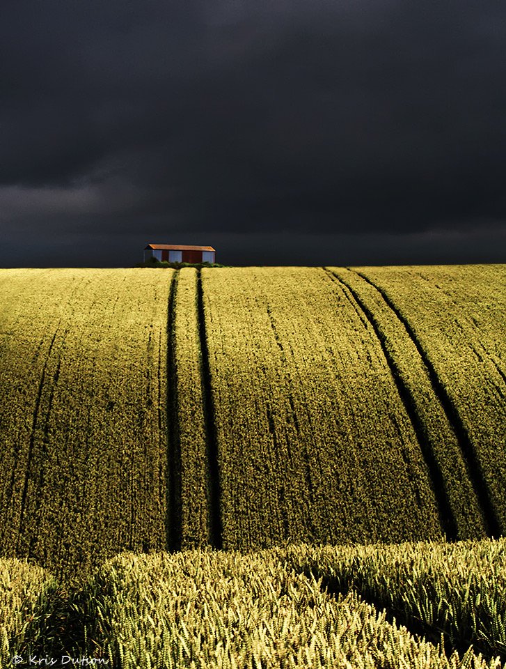 Evening #Dorsethour I hope everyone's fit and raring to go tonight. Ripening wheat and thundery rain; that'll be a British summer then. 😉
