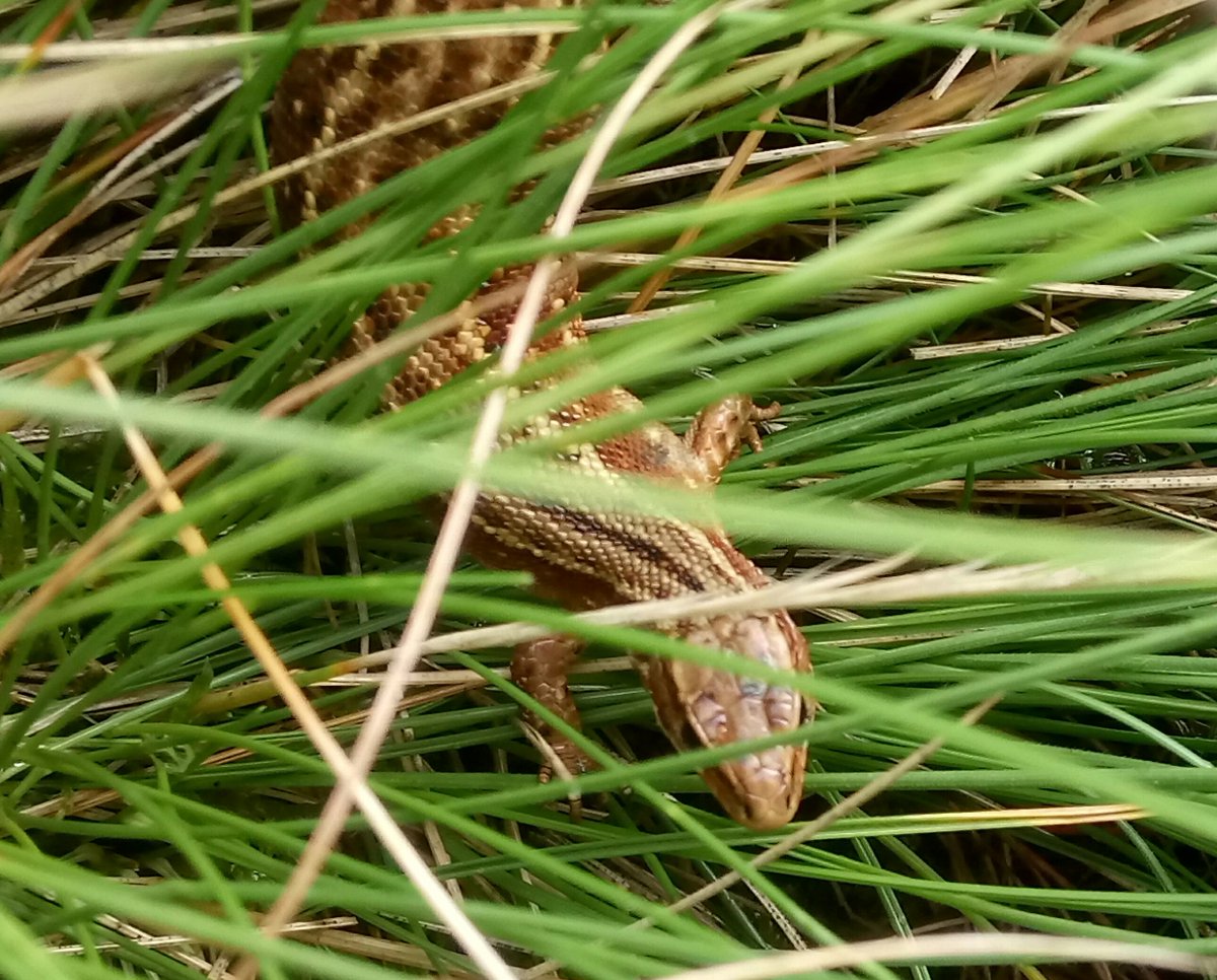 domwagner80's tweet photo. #Foraging for #Bilberry on the #DarkPeak and had the company of a #CommonLizard enjoying the sunshine https://t.co/TmfBtRpayp