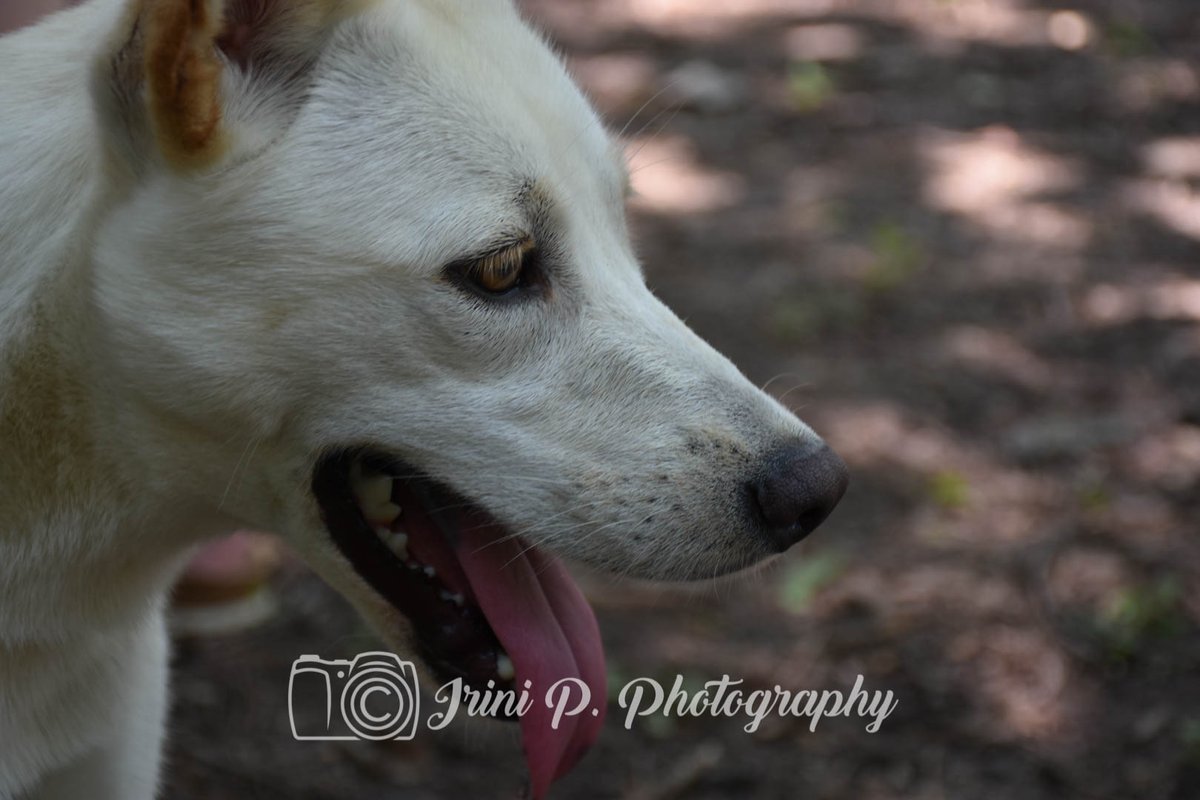 irinipass's tweet photo. Make sure to check out the Greater Birmingham Humane Society for the adoption of dogs! #redmountain #photography #adoption #naturallight https://t.co/I6j0wge69h