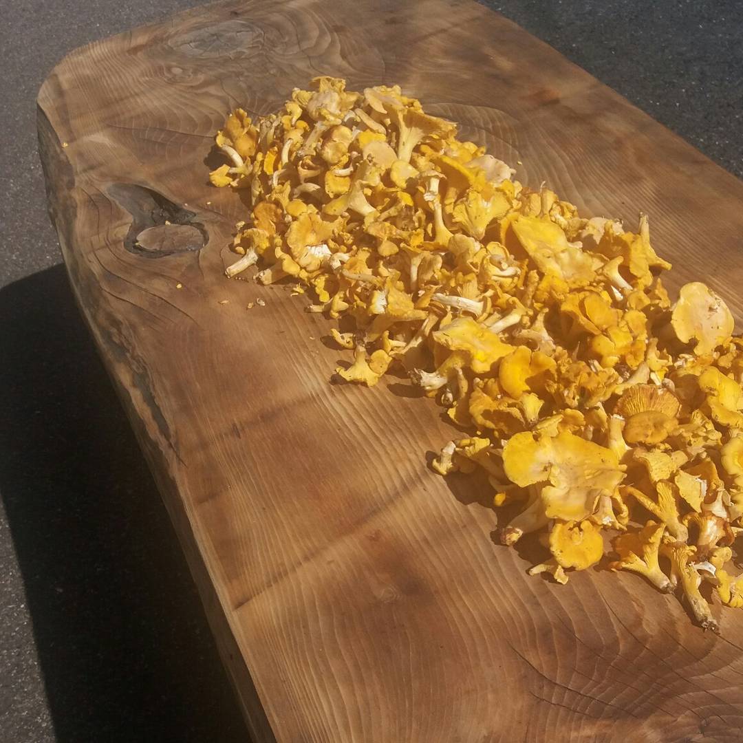 duncansOldInn's tweet photo. todays haul 7lbs of freshly pick chanterelle, for this wèks menu! https://t.co/h35JkNPZ8d