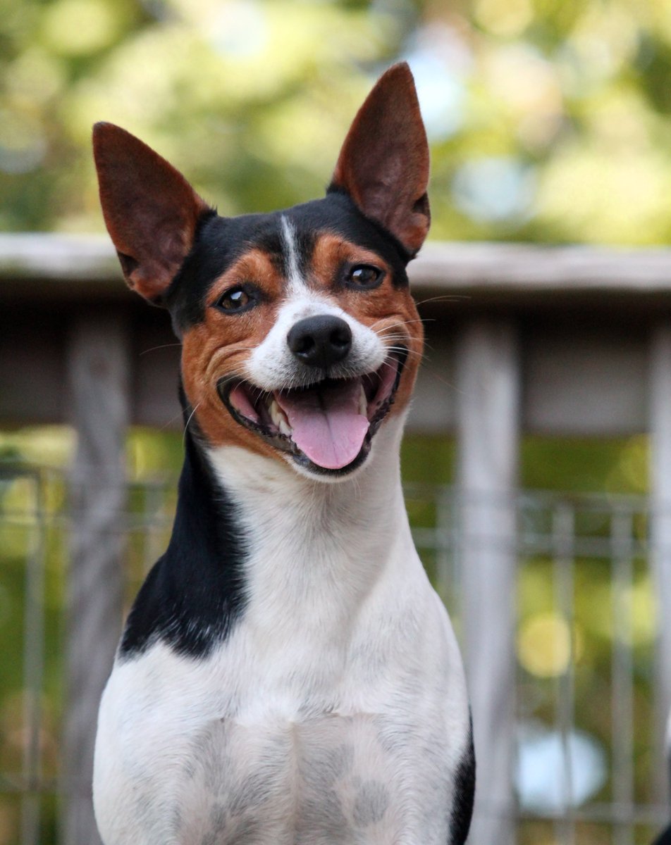 river ridge rat terriers