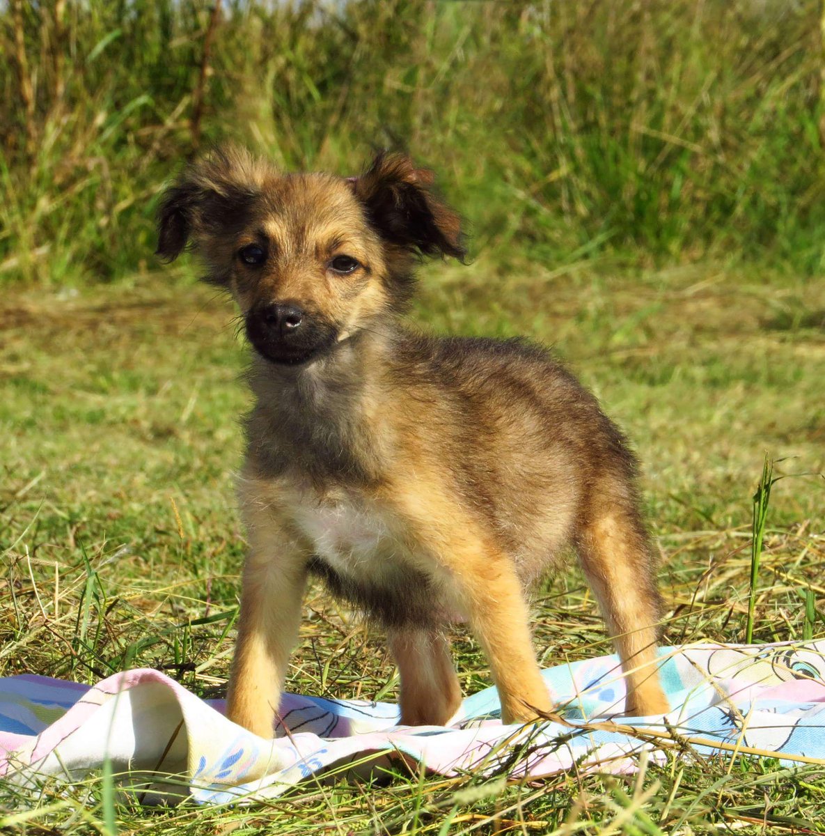 elcampito's tweet photo. Soy ZAIRA💖🐾
Soy la mini modelo del Campito, pero aún nadie se enamoró de mí. 
Soy pequeña, ideal p depto!😉
👉adoptantesdelcampito@gmail.com https://t.co/Vm1X3kpinI