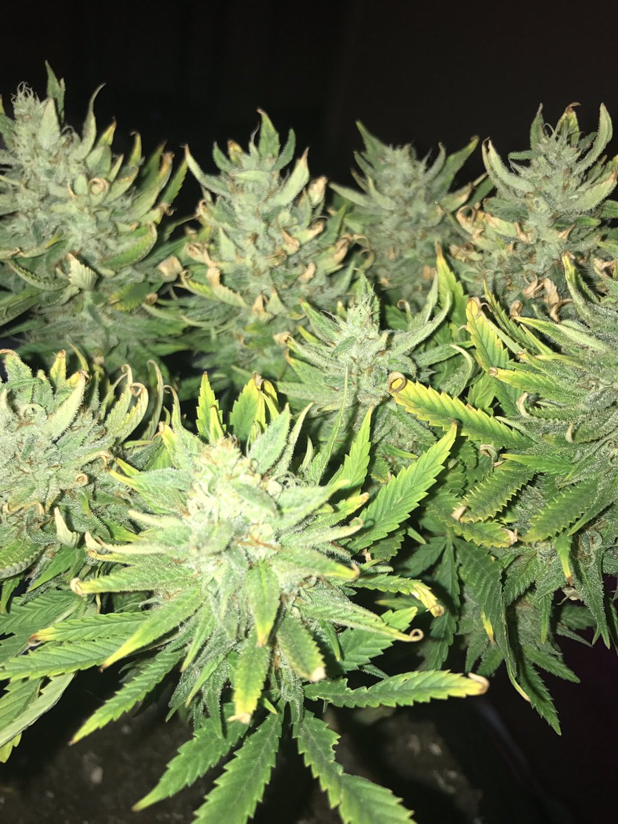 SeedLivesMatter's tweet photo. Submission from our customer in Colorado! He grow 18grams for his first time! #microgrow #beyourownplug https://t.co/kgGdKmkBeJ