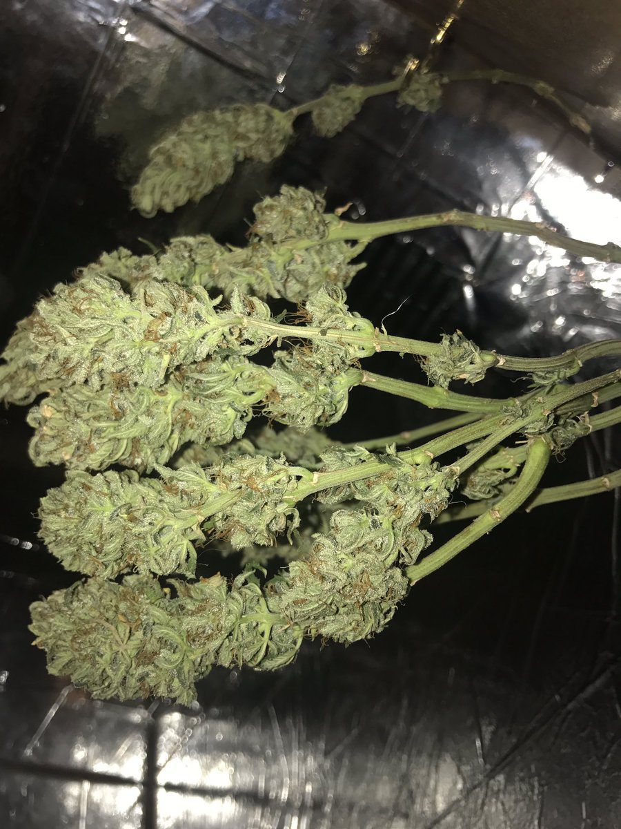 SeedLivesMatter's tweet photo. Submission from our customer in Colorado! He grow 18grams for his first time! #microgrow #beyourownplug https://t.co/kgGdKmkBeJ