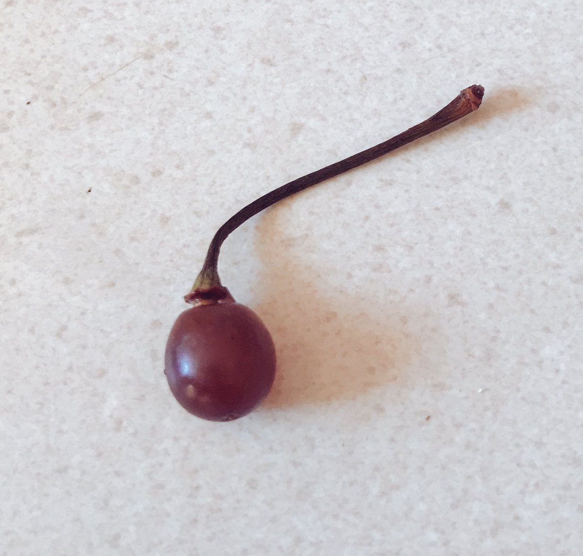 g_mccormack's tweet photo. Concord grape disguised as a BC cherry. #ConcordeGrape #BCCherry https://t.co/DANtgWi8S8