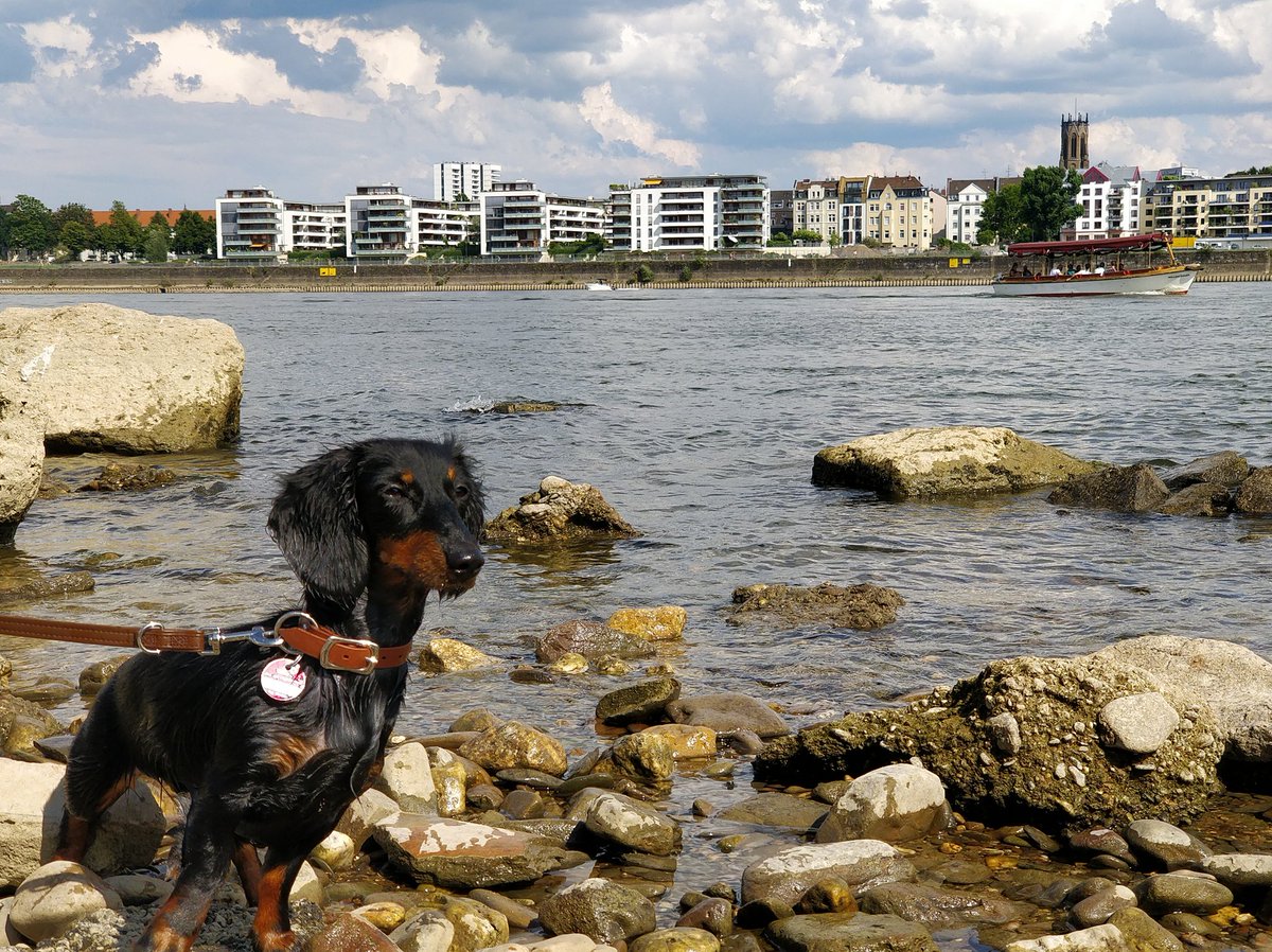 DachshundMerle's tweet photo. Great day at the #rhine! 😁💦 https://t.co/aeu1dRKNla