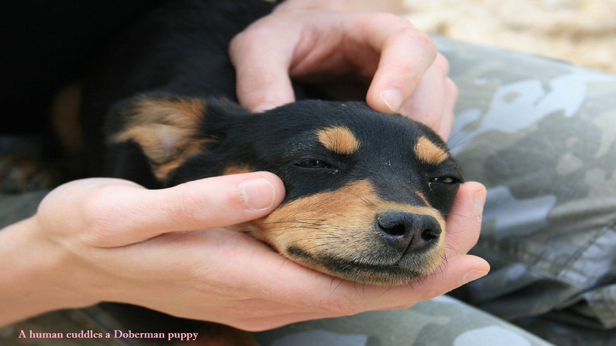 SlideshowX91's tweet photo. #Puppy: A human cuddles a Doberman puppy https://t.co/JCRmK2SlJ2