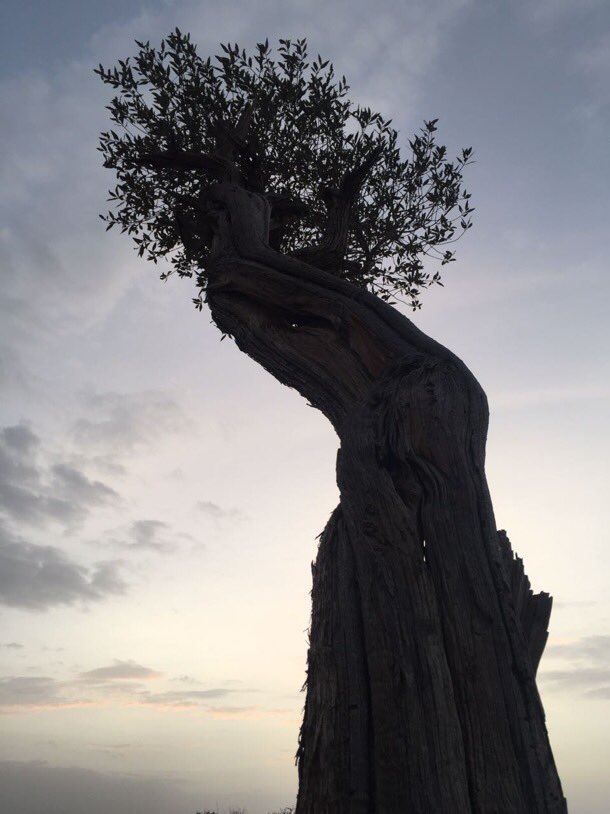 وشاهدنا مرور محطة الفضاء الدولية
والدب ألأكبر وألأصغر
ولقد فازا أبي وأمي في مسابقة تصوير الغروب وفرحتُ كثيرًا
#أقلام_صغيرة