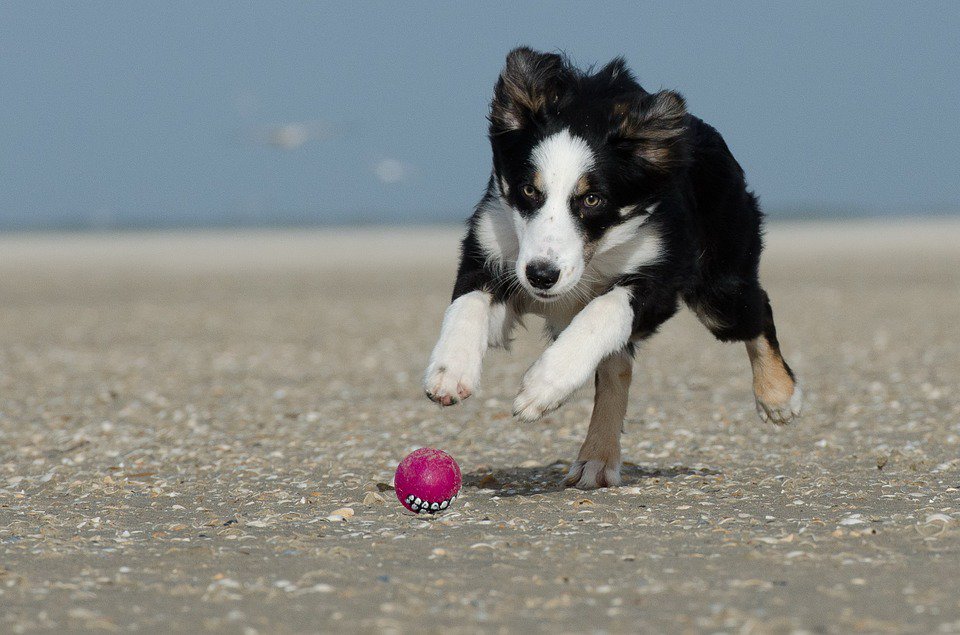 mylittlepuppy_'s tweet photo. Border Collies require a good amount of exercise to stay healthy, so they'll help you keep up with your cardio! #ActivePups #WorkoutBud https://t.co/ZjuQuKU2gu