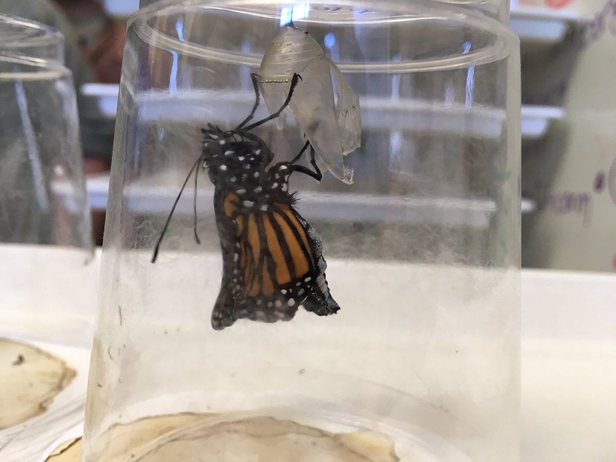 hannahaggie2014's tweet photo. So that's how they fit in there! 😮 fluids are in abdomen and get pumped into the wings as they dry! #iowamonarchs #fieldday https://t.co/iM1G4oRLIV