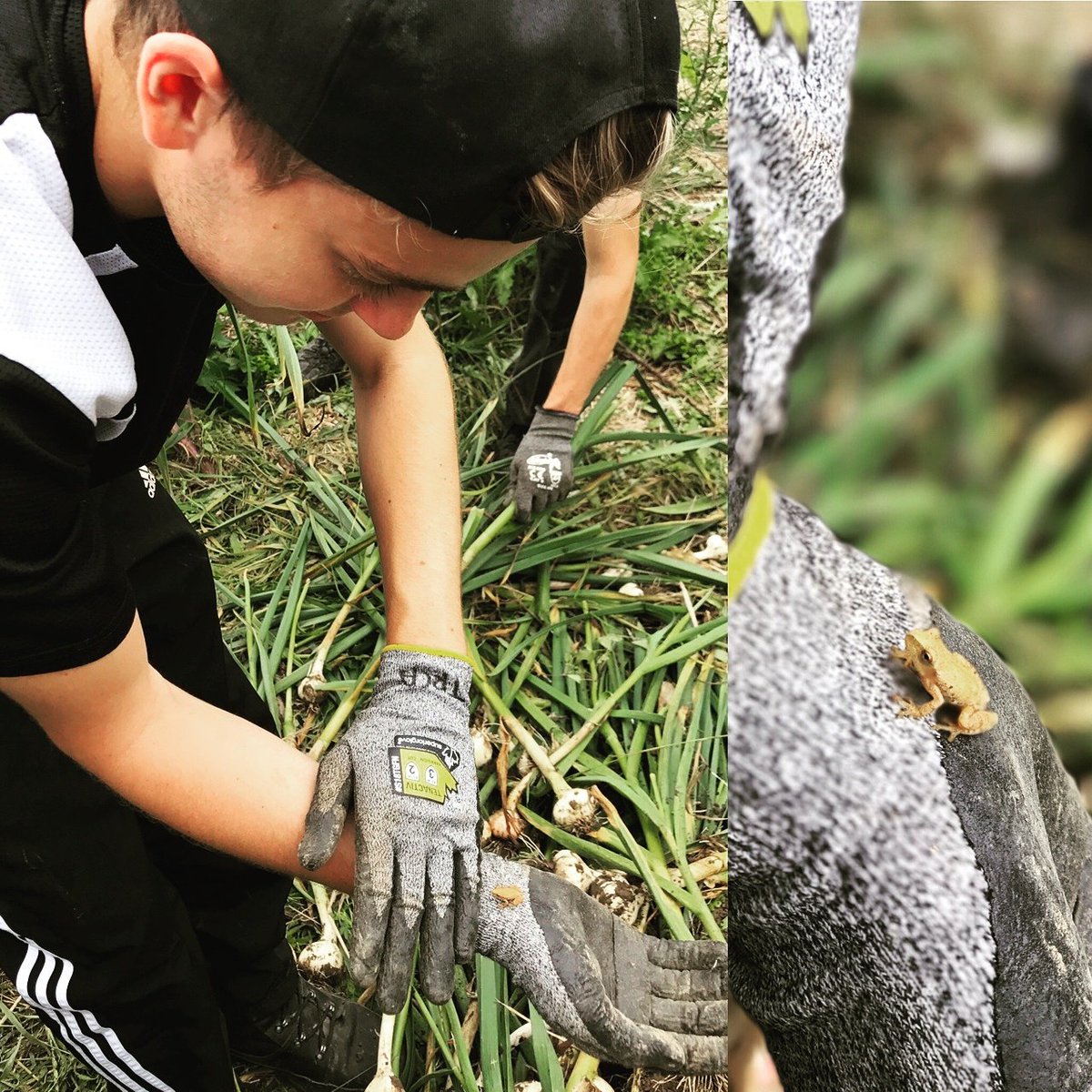 TRCA_Outreach's tweet photo. #trcacyc finding frogs while harvesting almost 1000 garlic heads today @AHCommunityFarm https://t.co/owdOLuCZ8V