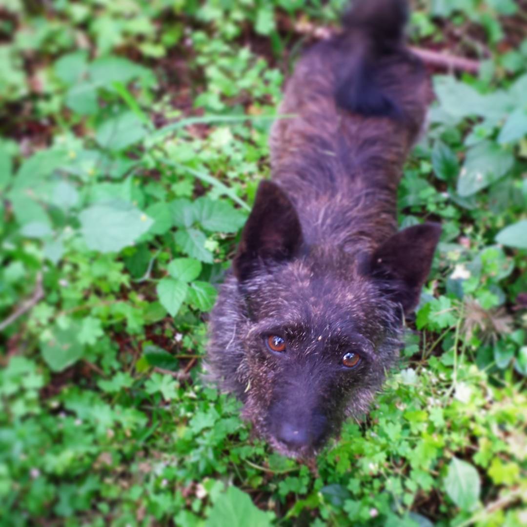 SolarEclipseCmp's tweet photo. This is Newt, our animal ambassador. We welcome friendly dogs. Join us in the path of totality. More info @ our site
https://t.co/VPQRn8YQjV https://t.co/mhuf9cGRGk