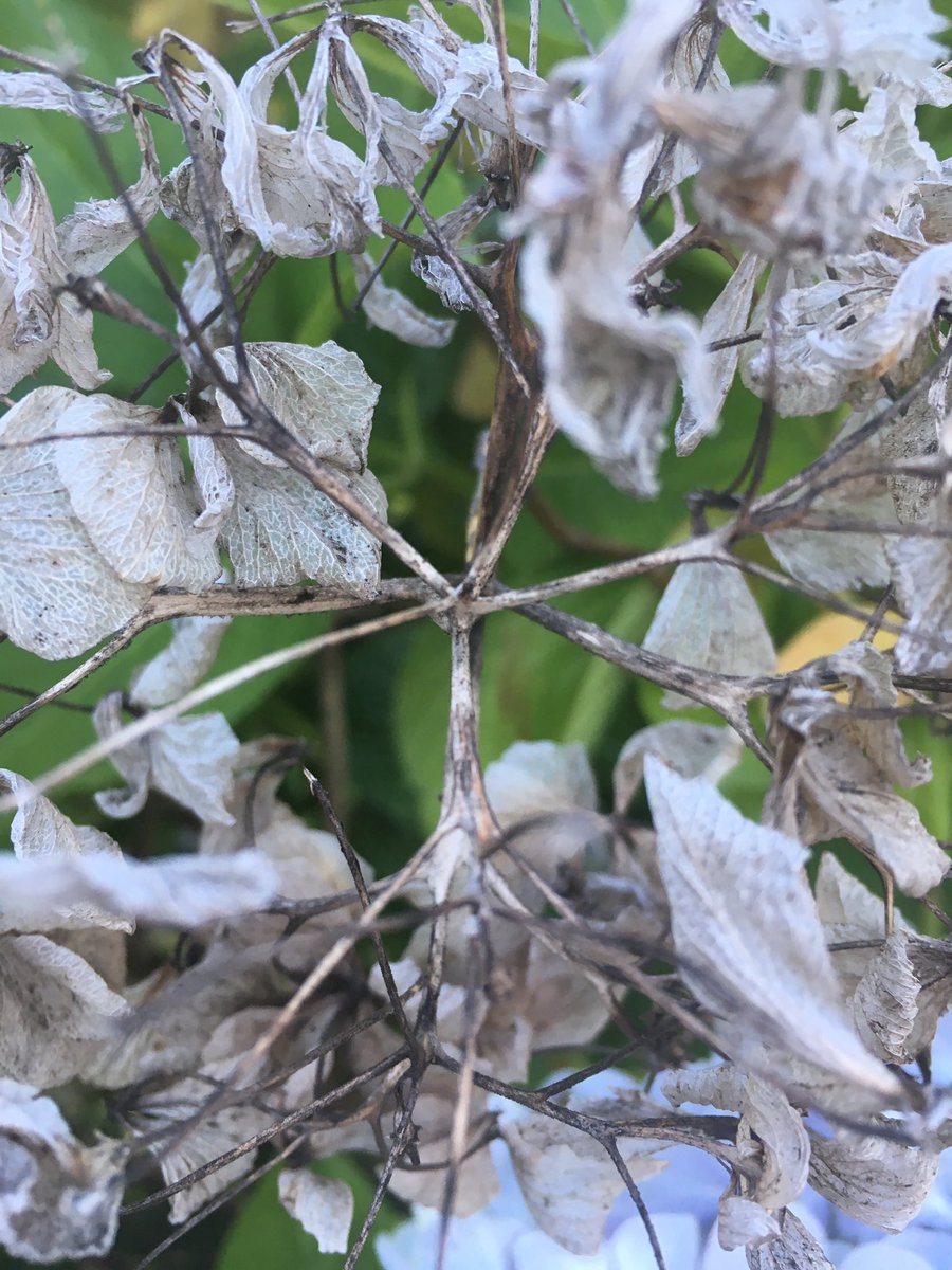 ChicagoBelfast's tweet photo. Hydrangeas are many colours #fadetogrey https://t.co/33g9hV92GQ