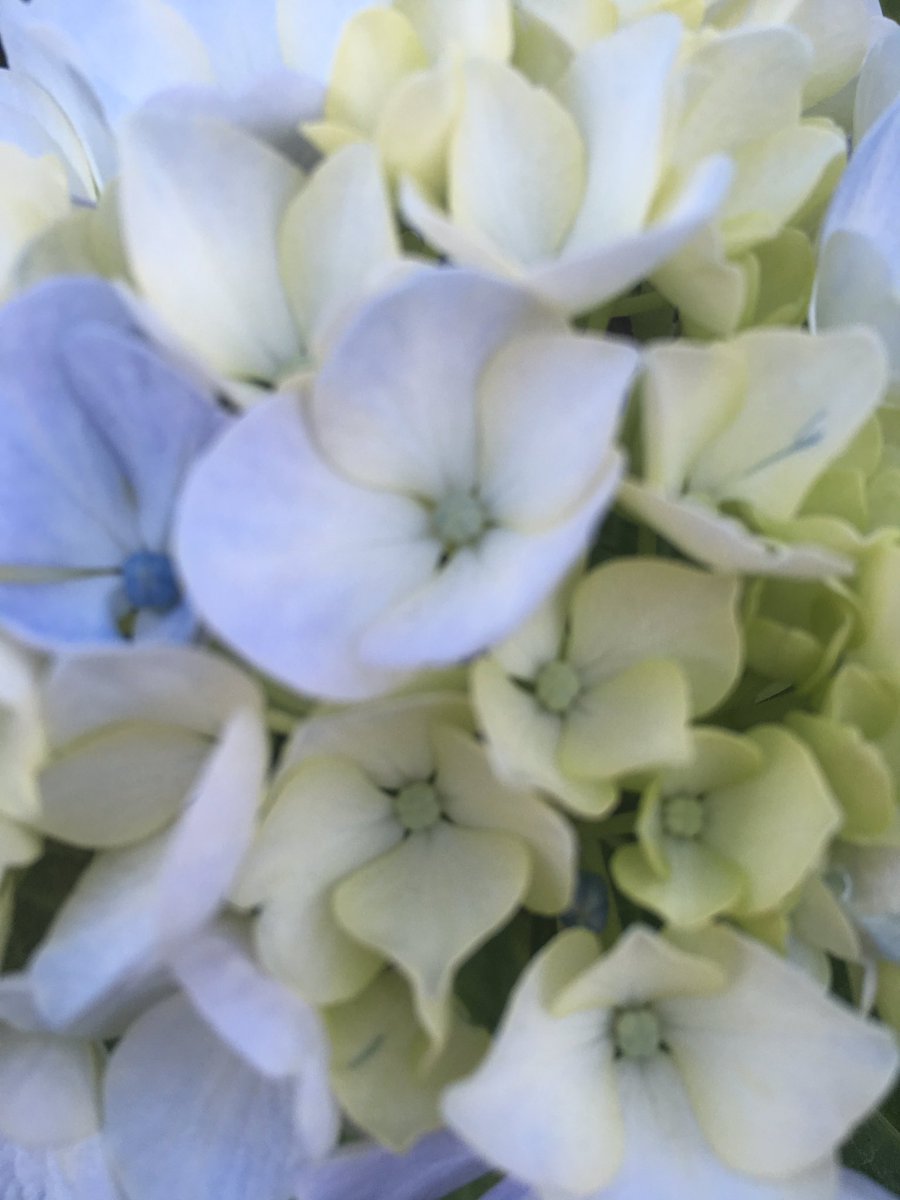 ChicagoBelfast's tweet photo. Hydrangeas are many colours #fadetogrey https://t.co/33g9hV92GQ