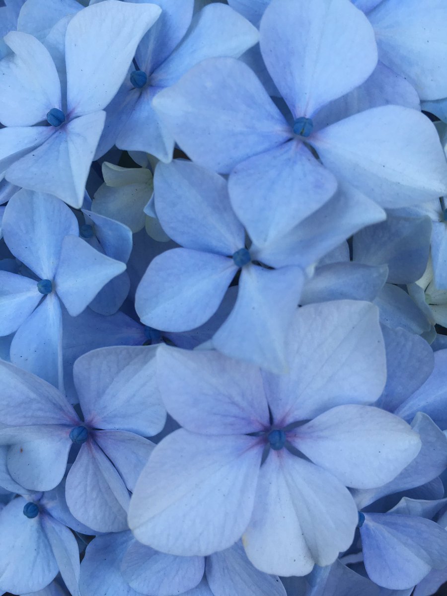 ChicagoBelfast's tweet photo. Hydrangeas are many colours #fadetogrey https://t.co/33g9hV92GQ
